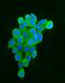 HSP90AA1 antibody, PB9089, Boster Biological Technology, Immunofluorescence image 