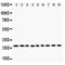 Kallikrein-6 antibody, PA1767, Boster Biological Technology, Western Blot image 