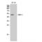 Dihydropyrimidinase Like 2 antibody, LS-C382900, Lifespan Biosciences, Western Blot image 