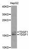 Teratocarcinoma-Derived Growth Factor 1 antibody, MBS126607, MyBioSource, Western Blot image 