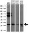 BCL2 Like 1 antibody, GTX84834, GeneTex, Western Blot image 