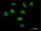 SECIS Binding Protein 2 antibody, H00079048-B01P, Novus Biologicals, Immunofluorescence image 