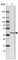 LRAT Domain Containing 2 antibody, HPA050782, Atlas Antibodies, Western Blot image 