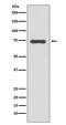 Moesin antibody, M00766-1, Boster Biological Technology, Western Blot image 