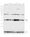 Phosphatidylethanolamine Binding Protein 1 antibody, PA3-211, Invitrogen Antibodies, Western Blot image 