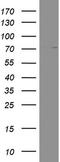 Poly(A)-Specific Ribonuclease antibody, UM800040CF, Origene, Western Blot image 