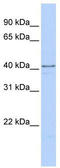 Heterogeneous nuclear ribonucleoprotein D-like antibody, TA345920, Origene, Western Blot image 