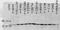 p38 antibody, TA326349, Origene, Western Blot image 