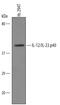 IL-12 antibody, AF309, R&D Systems, Western Blot image 