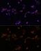 Ubiquitin Conjugating Enzyme E2 L3 antibody, GTX33568, GeneTex, Immunofluorescence image 