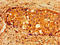 Neuronal Pentraxin 1 antibody, LS-C670809, Lifespan Biosciences, Immunohistochemistry paraffin image 
