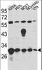 Endoplasmic reticulum resident protein 29 antibody, LS-C167815, Lifespan Biosciences, Western Blot image 