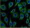 Translocator protein antibody, FNab10473, FineTest, Immunofluorescence image 