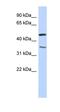 Chromosome 15 Open Reading Frame 40 antibody, orb325771, Biorbyt, Western Blot image 