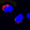 Fas Ligand antibody, MAB1858, R&D Systems, Immunocytochemistry image 