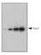 8-Oxoguanine DNA Glycosylase antibody, PA1-31402, Invitrogen Antibodies, Western Blot image 