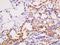 Urat1 antibody, orb158692, Biorbyt, Immunohistochemistry paraffin image 