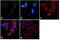 Hyperpolarization Activated Cyclic Nucleotide Gated Potassium And Sodium Channel 2 antibody, GTX82890, GeneTex, Immunocytochemistry image 