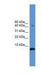 Cortistatin antibody, NBP1-69148, Novus Biologicals, Western Blot image 