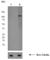 MYB Proto-Oncogene Like 2 antibody, ab76009, Abcam, Western Blot image 