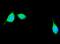 Apolipoprotein E antibody, PB9986, Boster Biological Technology, Immunofluorescence image 