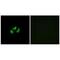 Sodium Voltage-Gated Channel Alpha Subunit 7 antibody, PA5-50138, Invitrogen Antibodies, Immunofluorescence image 