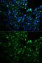 UDP-Glucose 6-Dehydrogenase antibody, GTX32948, GeneTex, Immunofluorescence image 