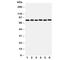 MYB Proto-Oncogene Like 2 antibody, R31028, NSJ Bioreagents, Western Blot image 