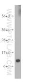 Diazepam Binding Inhibitor, Acyl-CoA Binding Protein antibody, 14490-1-AP, Proteintech Group, Western Blot image 