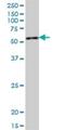 Glutaminyl-TRNA Amidotransferase Subunit QRSL1 antibody, H00055278-B01P, Novus Biologicals, Western Blot image 