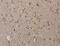 Trap230 antibody, MBS2523977, MyBioSource, Immunohistochemistry frozen image 