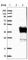 Aldo-Keto Reductase Family 1 Member A1 antibody, HPA019649, Atlas Antibodies, Western Blot image 