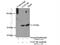 C-Type Lectin Domain Family 3 Member B antibody, 20311-1-AP, Proteintech Group, Immunoprecipitation image 