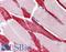 HAUSP antibody, LS-B434, Lifespan Biosciences, Immunohistochemistry paraffin image 