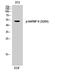 Heterogeneous Nuclear Ribonucleoprotein K antibody, A01793S284-1, Boster Biological Technology, Western Blot image 