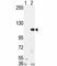 Lysine Demethylase 1A antibody, F41978-0.4ML, NSJ Bioreagents, Western Blot image 