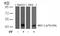 Mitogen-Activated Protein Kinase Kinase 2 antibody, 79-106, ProSci, Western Blot image 