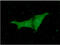 Phosphatidylethanolamine Binding Protein 1 antibody, GTX57700, GeneTex, Immunofluorescence image 