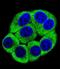 Olfactory Receptor Family 2 Subfamily T Member 3 antibody, LS-C163176, Lifespan Biosciences, Immunofluorescence image 