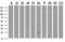 Adenylate Kinase 3 antibody, GTX84931, GeneTex, Western Blot image 