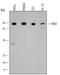 Ribosomal Protein S6 Kinase A1 antibody, AF992, R&D Systems, Western Blot image 