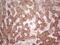 VSIG3 antibody, LS-C789998, Lifespan Biosciences, Immunohistochemistry paraffin image 