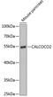 Calcium Binding And Coiled-Coil Domain 2 antibody, GTX55720, GeneTex, Western Blot image 