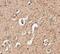 Autophagy Related 12 antibody, NBP1-76861, Novus Biologicals, Immunohistochemistry frozen image 