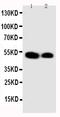 Kruppel Like Factor 2 antibody, PA1919, Boster Biological Technology, Western Blot image 