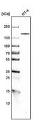Coatomer Protein Complex Subunit Alpha antibody, NBP1-89705, Novus Biologicals, Western Blot image 