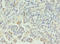 C-Type Lectin Domain Family 1 Member A antibody, LS-C378654, Lifespan Biosciences, Immunohistochemistry paraffin image 