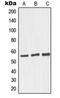 Golgi reassembly-stacking protein 2 antibody, LS-C353383, Lifespan Biosciences, Western Blot image 