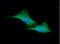 Glutathione S-Transferase Pi 1 antibody, GTX57728, GeneTex, Immunofluorescence image 