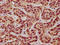 Dishevelled Segment Polarity Protein 2 antibody, LS-C375617, Lifespan Biosciences, Immunohistochemistry frozen image 
